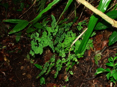 Adiantum andicola