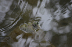 Pelophylax perezi