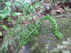 Asplenium lobatum