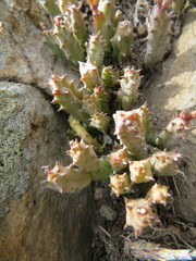 Australluma ubomboensis