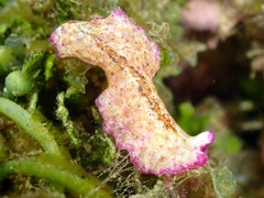 Pseudoceros goslineri