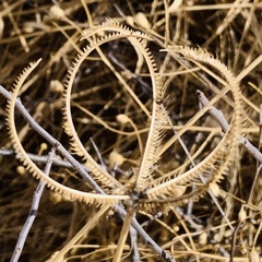 Dactyloctenium giganteum