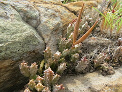 Australluma ubomboensis
