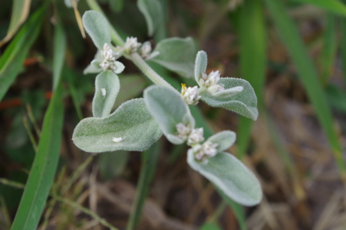 Alternanthera albotomentosa observed 2016-10-02