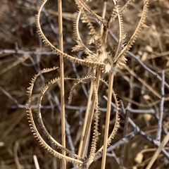 Dactyloctenium giganteum