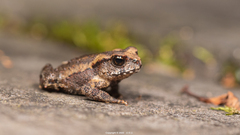 Asiatic Toad photo 3