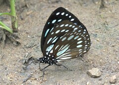 Charaxes eurinome ansellica