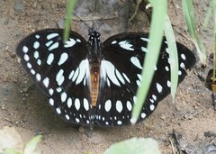 Charaxes eurinome ansellica