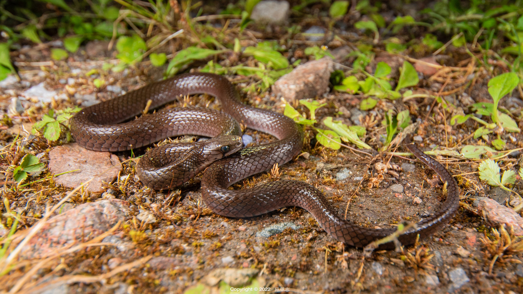 Chiwen Keelback