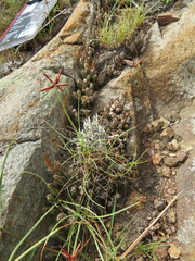 Australluma ubomboensis