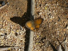 Hypocysta irius