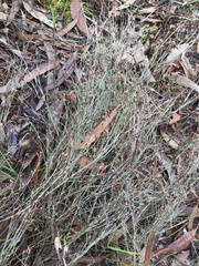 Lepidobolus drapetocoleus