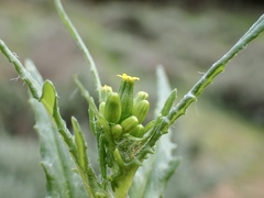 Senecio glossanthus