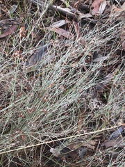 Lepidobolus drapetocoleus