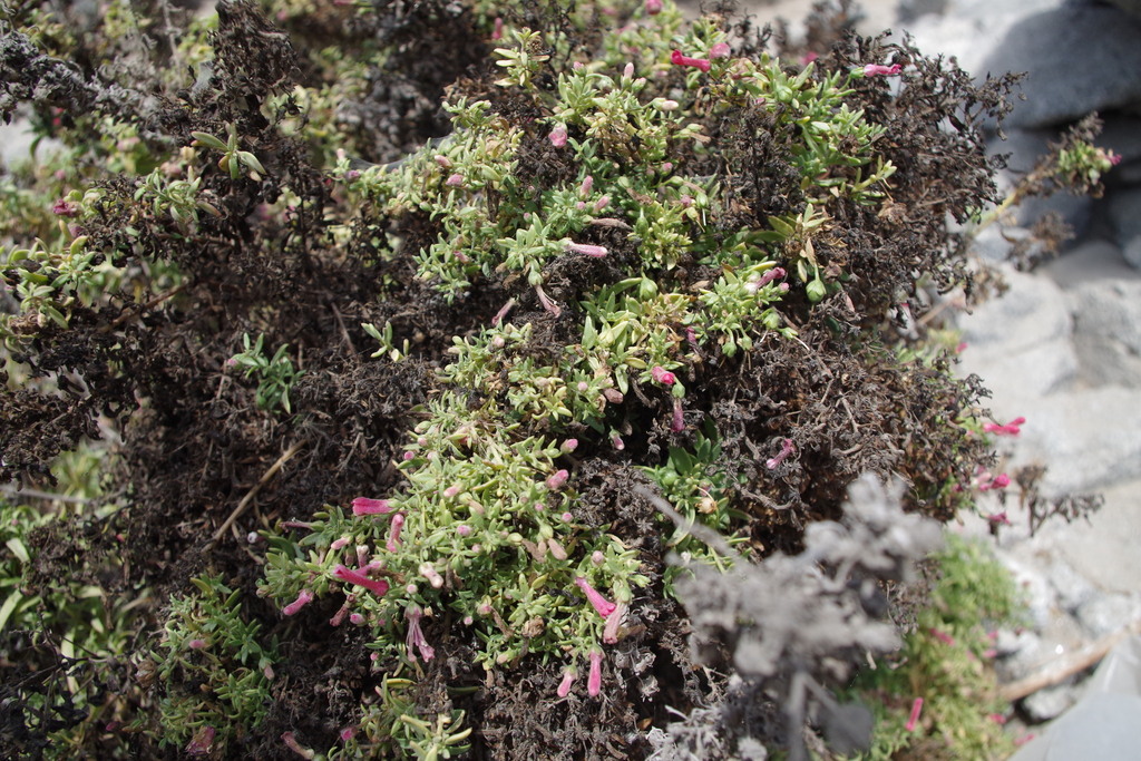 Galvezia elisensii