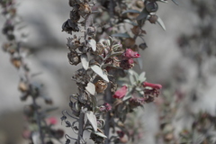 Galvezia fruticosa