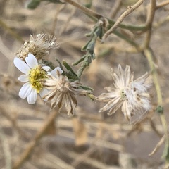 Felicia clavipilosa