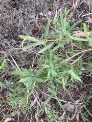 Billardiera cymosa