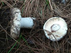 Russula
