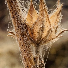 Hibiscus nigricaulis