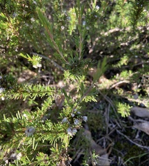 Verticordia plumosa