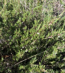 Verticordia plumosa