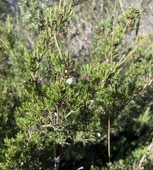Verticordia plumosa