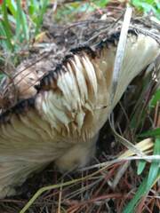 Russula