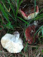 Russula