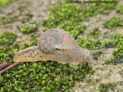 Megaustenia imperator