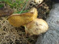 Suillus