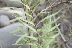 Pityrogramma trifoliata