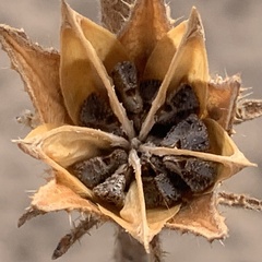 Hibiscus nigricaulis