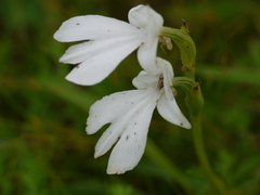 Habenaria suaveolens
