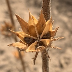 Hibiscus nigricaulis
