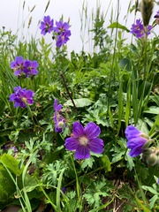 Geranium gymnocaulon