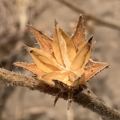 Hibiscus nigricaulis