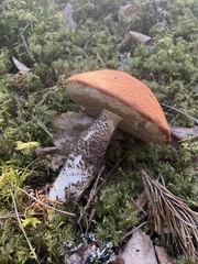 Leccinum