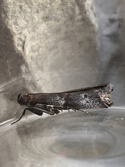 Acrobasis suavella