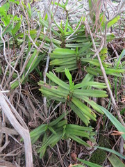 Cyrtorchis arcuata