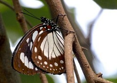 Charaxes wakefieldi