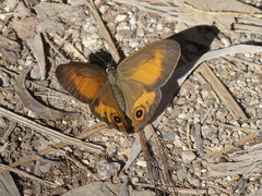 Hypocysta irius