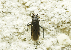 Orthocephalus saltator