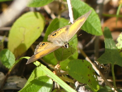 Hypocysta irius