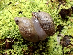 Succinea australis