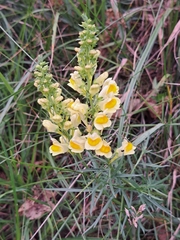 Linaria vulgaris