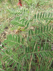 Indigofera gobensis