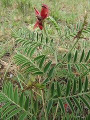 Indigofera gobensis