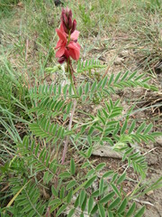 Indigofera gobensis