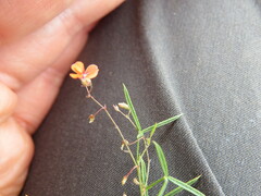 Microcharis galpinii